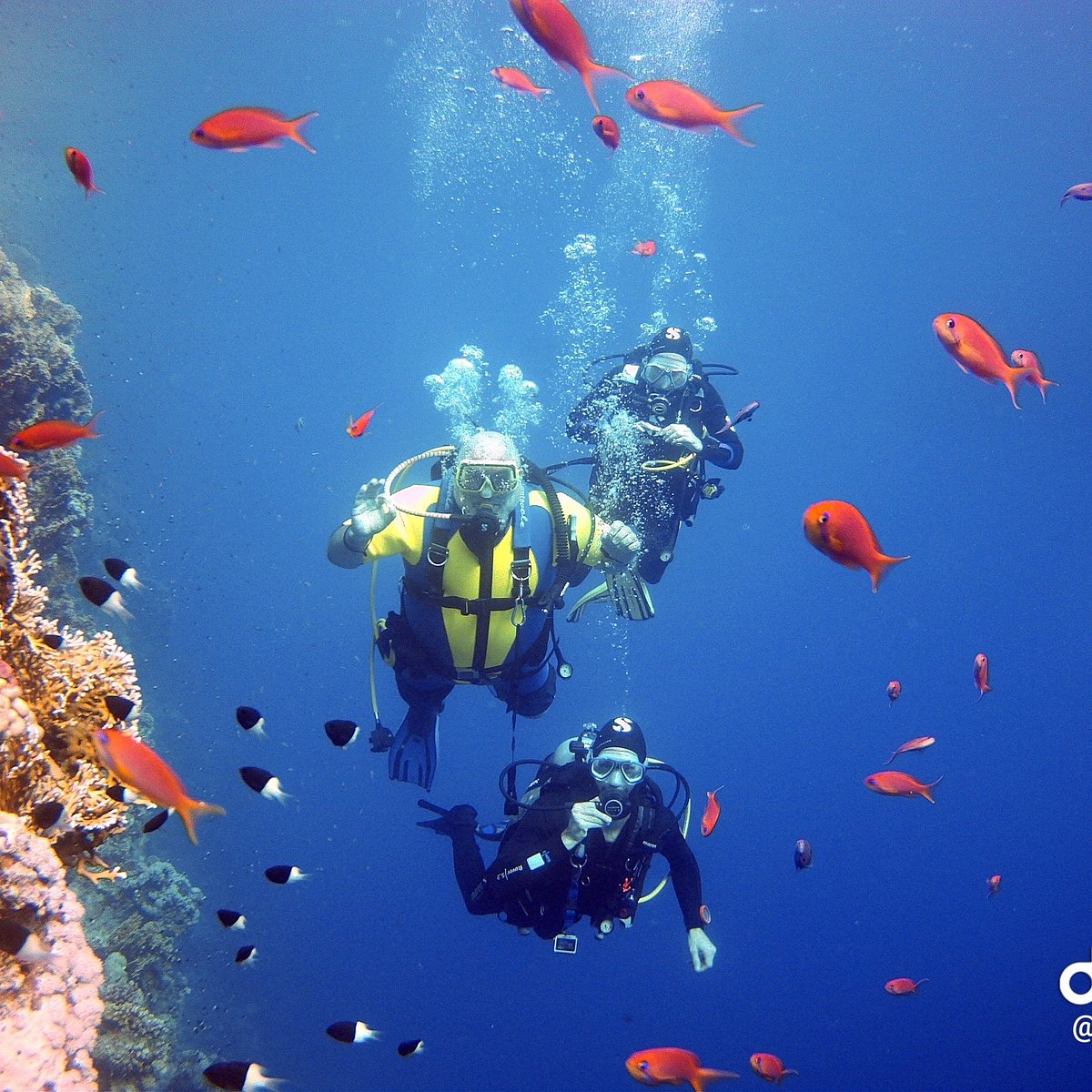 Diver respecting marine life, no-touch