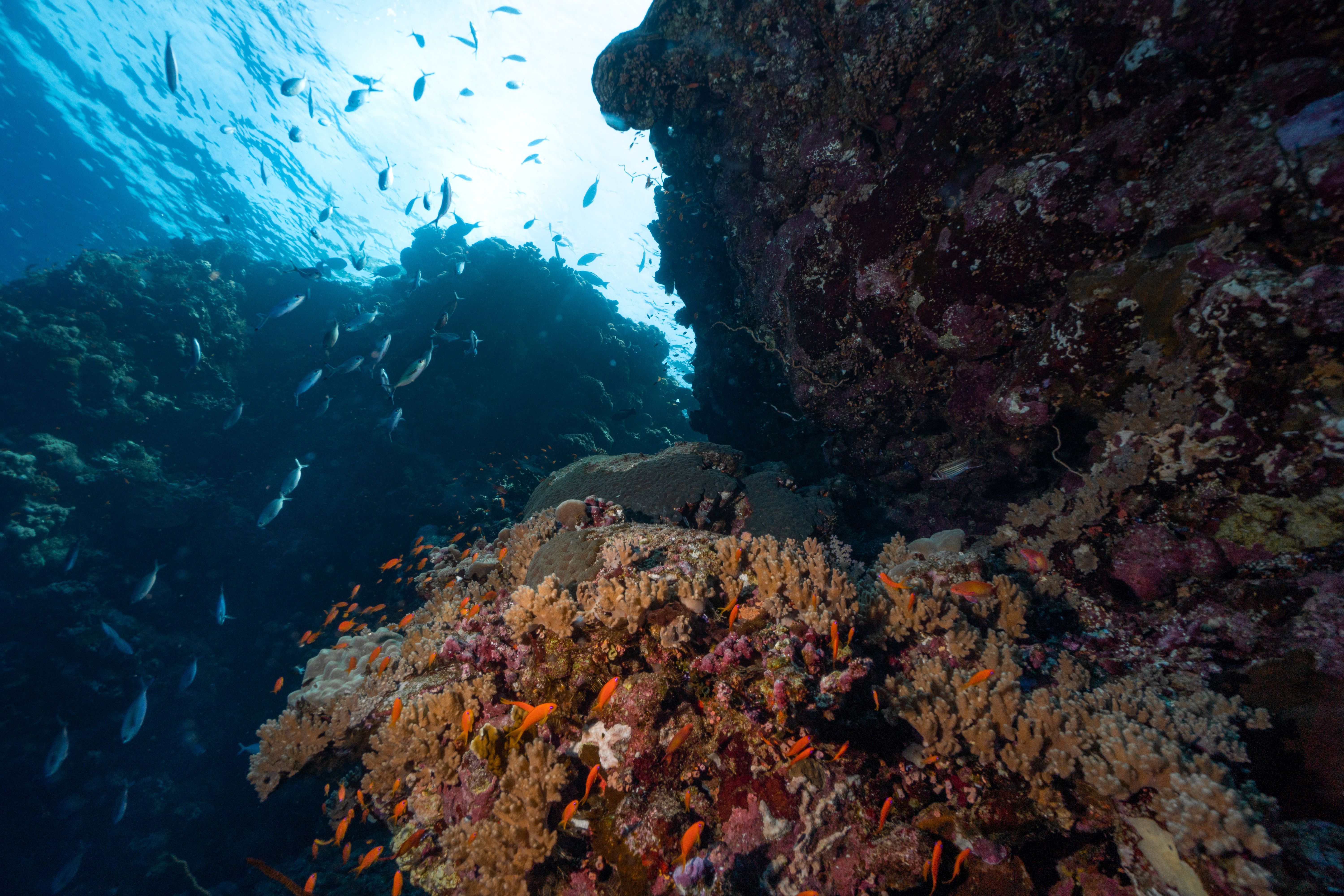 Ras Mohammed reef wall with fish